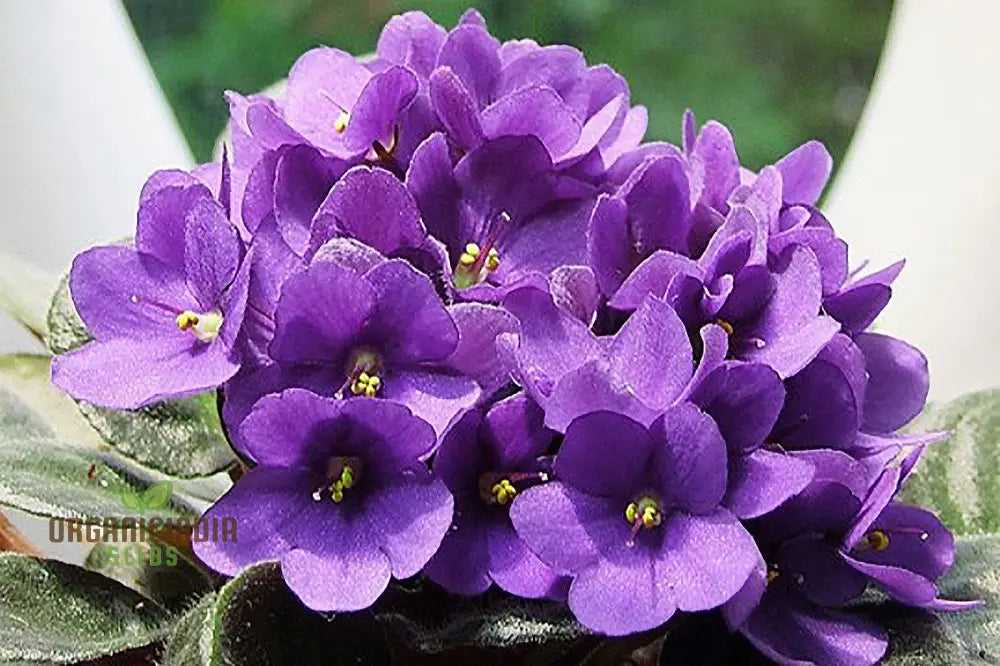 Nema African Violets Flower Seeds For Planting Long-Lasting Blooms Your Garden Seeds