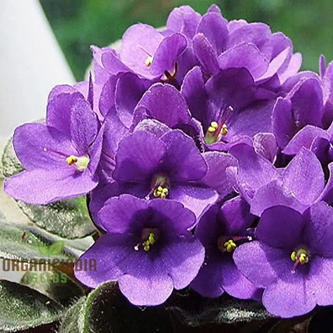 Nema African Violets Flower Seeds For Planting Long-Lasting Blooms Your Garden Seeds