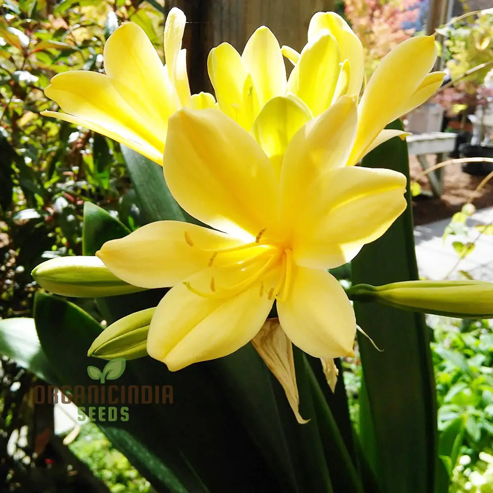 Nema Clivia Flower Seeds Premium Yellow Flower For Vibrant Gardening Easy-To-Grow Perfect Home