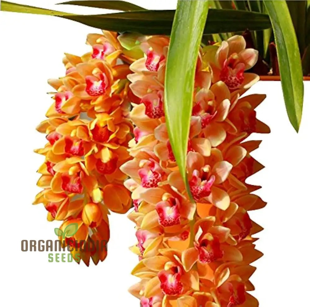 Nema Cymbidium Maxillaria Goeringii Noble Orchid Flower Seeds For Planting High Quality And Lengthy