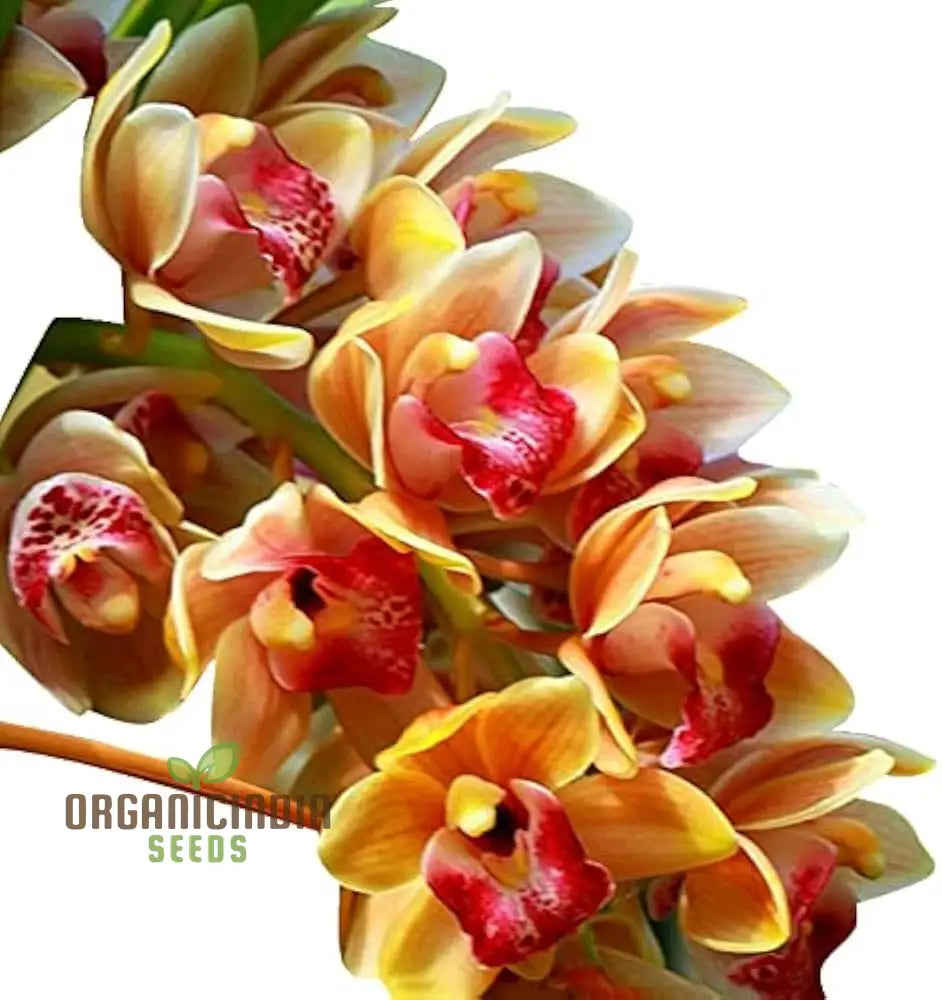 Nema Cymbidium Maxillaria Goeringii Noble Orchid Flower Seeds For Planting High Quality And Lengthy