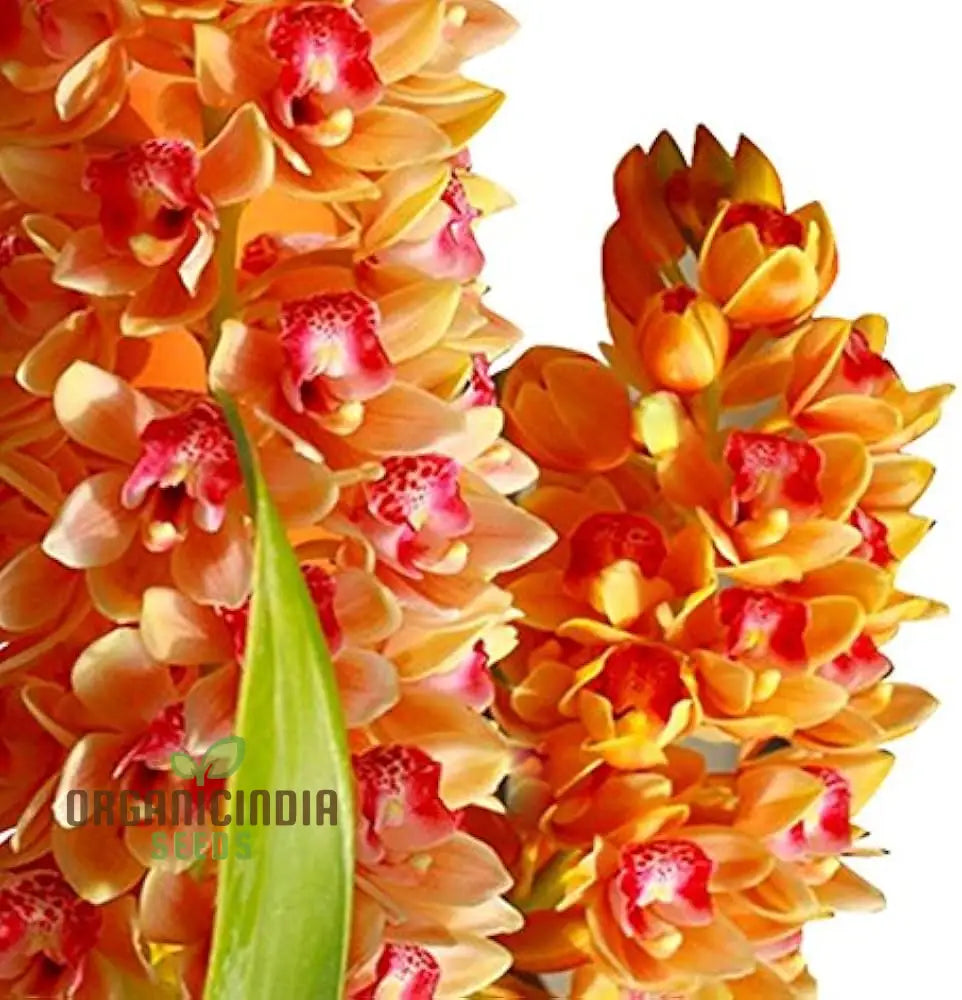 Nema Cymbidium Maxillaria Goeringii Noble Orchid Flower Seeds For Planting High Quality And Lengthy