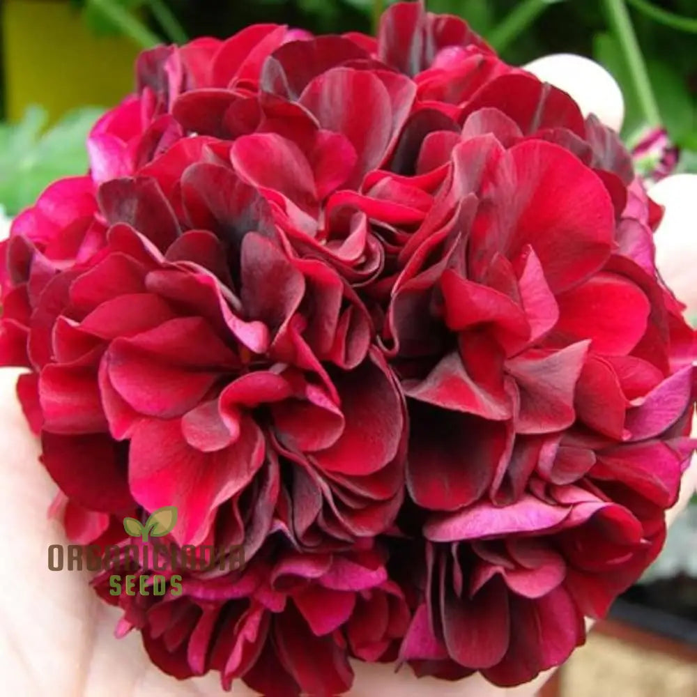 Nema Dark Red Geranium Pelargonium Seeds For Planting Premium Quality Flower Your Garden Seeds