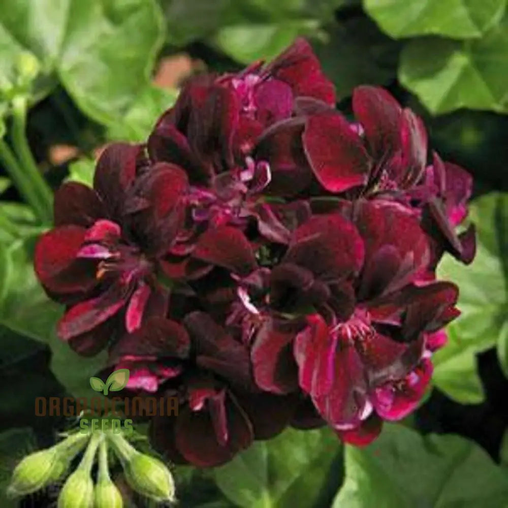 Nema Dark Red Geranium Pelargonium Seeds For Planting Premium Quality Flower Your Garden Seeds