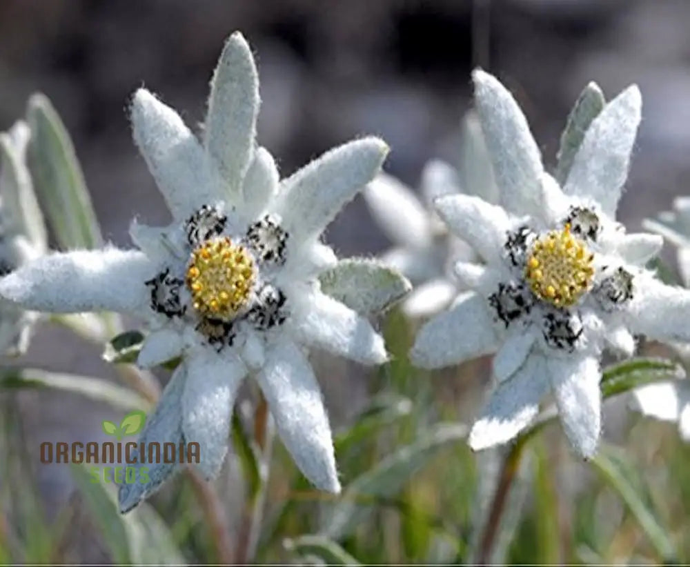 Nema Edelweiss (Leontopodium Alpinum) Flower Seeds For Gardening Enthusiasts â€“ Perfect Your