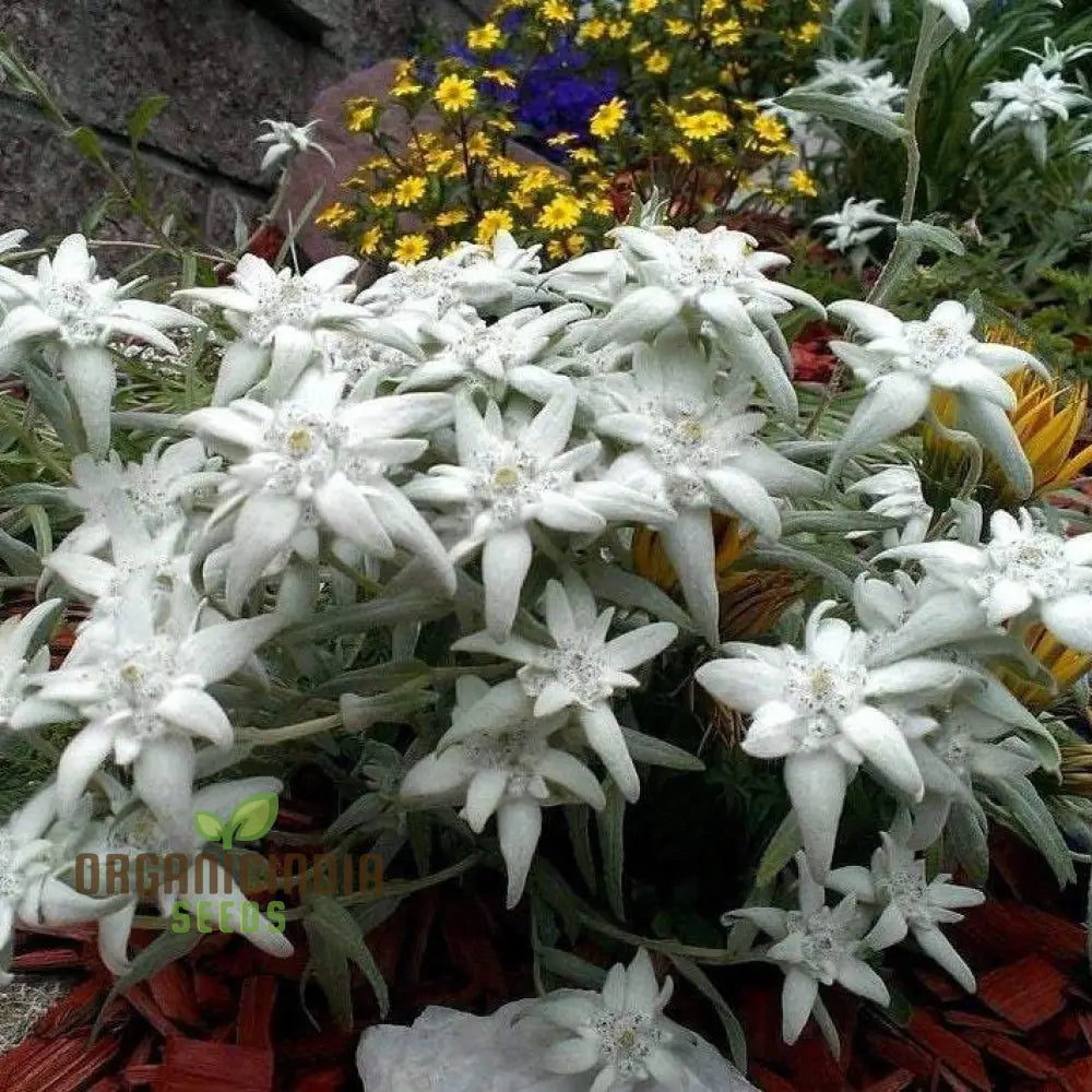 Nema Edelweiss (Leontopodium Alpinum) Flower Seeds For Gardening Enthusiasts â€“ Perfect Your