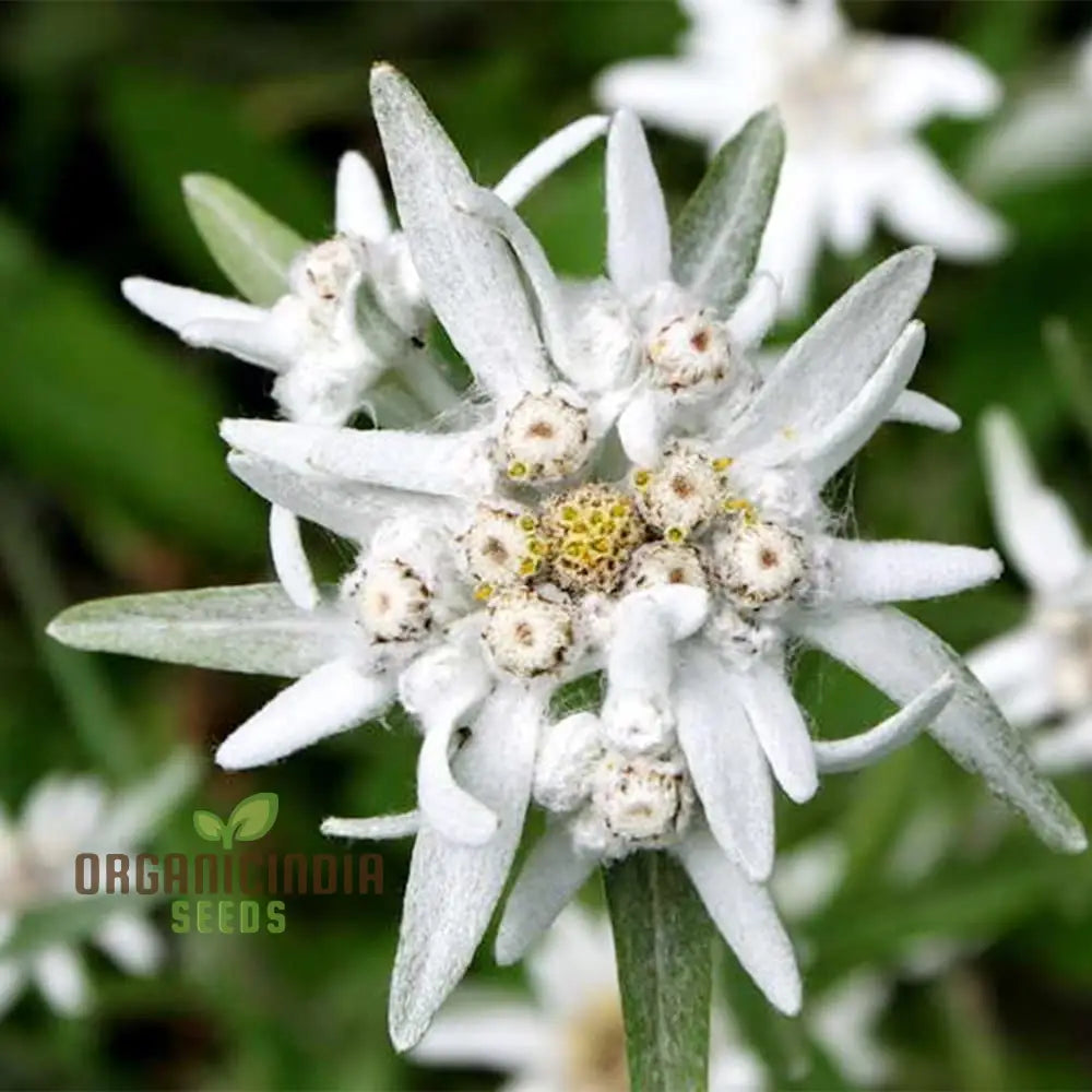 Nema Edelweiss (Leontopodium Alpinum) Flower Seeds For Gardening Enthusiasts â€“ Perfect Your