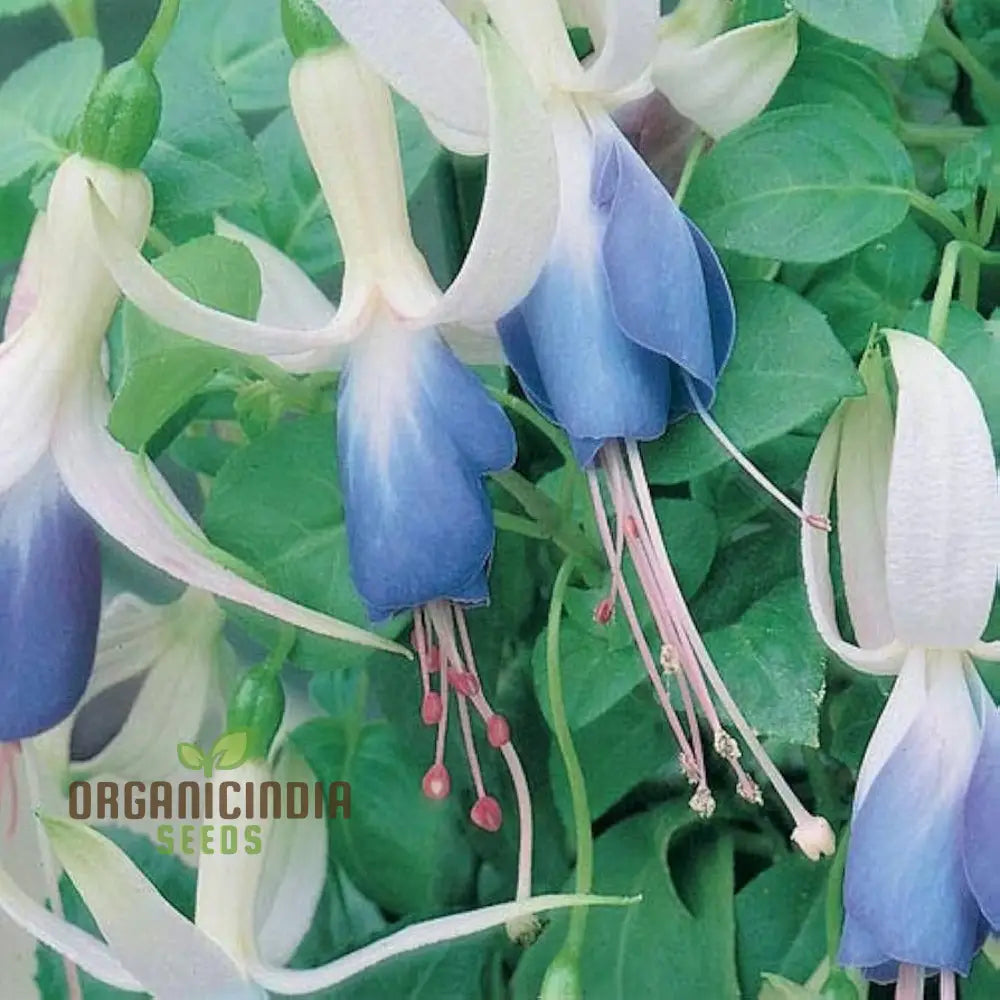 Nema Fuchsia Flower Seeds - Blue For Planting Cultivating Stunning And Vibrant Blooms In Your Garden