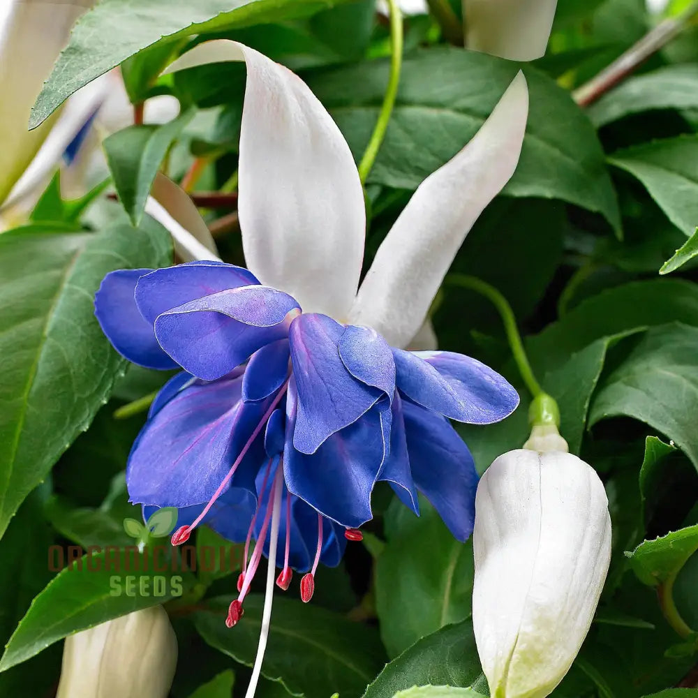 Nema Fuchsia Flower Seeds - Blue For Planting Cultivating Stunning And Vibrant Blooms In Your Garden