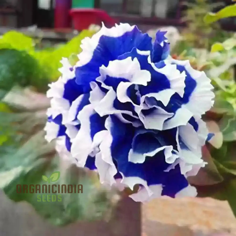 Nema Great Petunia Seeds Stunning Half Blue And White Flower For Your Garden Premium Quality