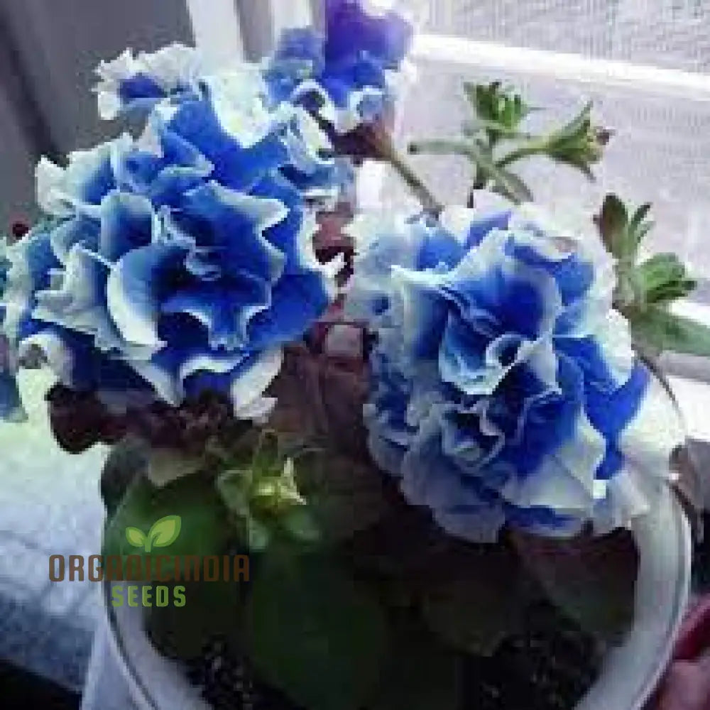 Nema Great Petunia Seeds Stunning Half Blue And White Flower For Your Garden Premium Quality