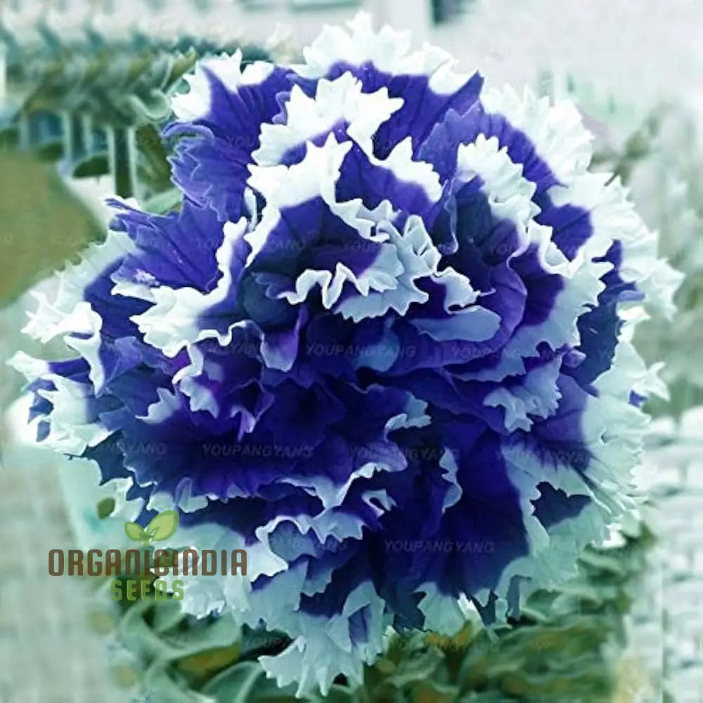 Nema Great Petunia Seeds Stunning Half Blue And White Flower For Your Garden Premium Quality