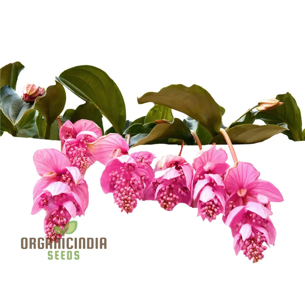 Nema Medinilla Magnifica Pink Flower Seeds Exotic Blooms In Your Garden Grow Own For Indoor And