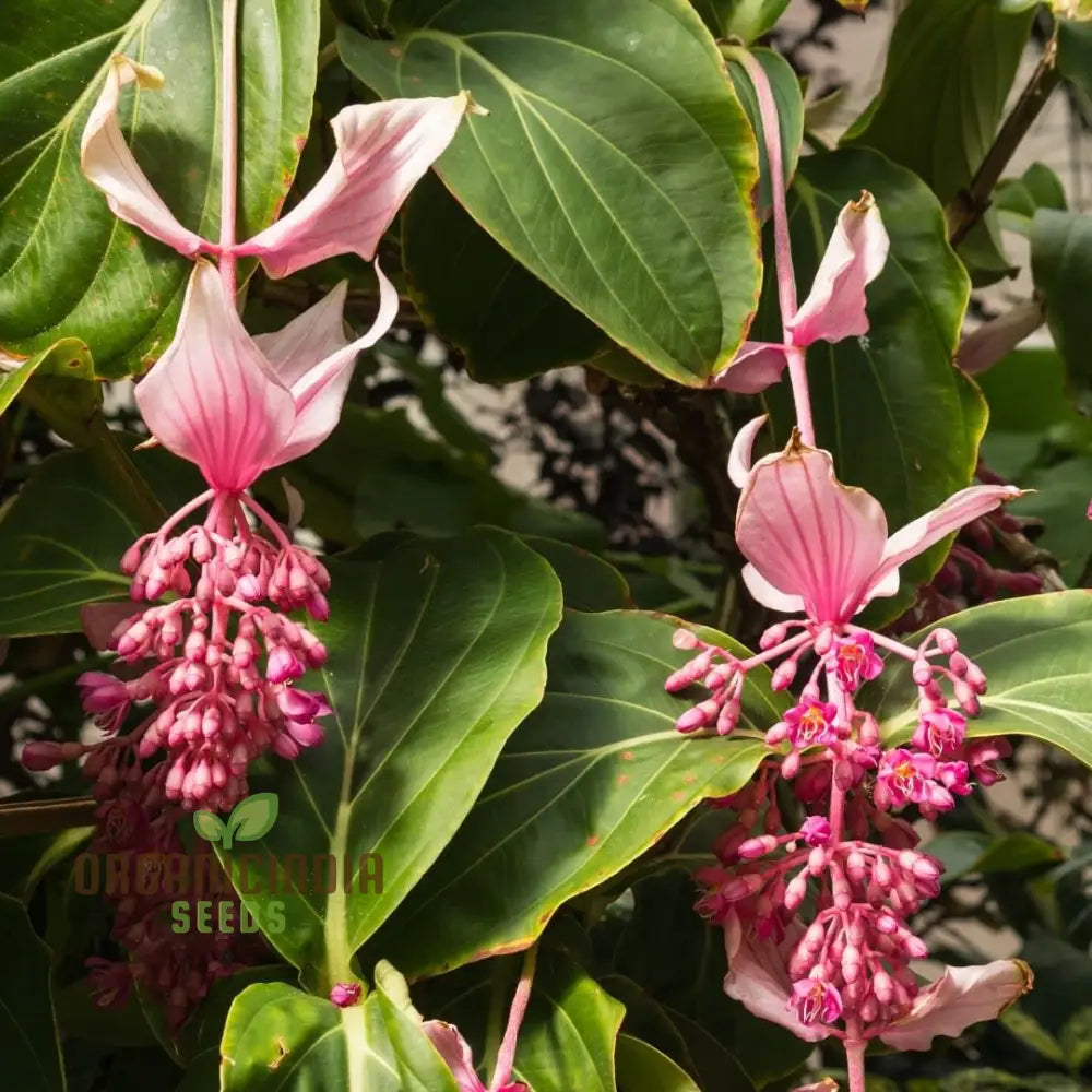 Nema Medinilla Magnifica Pink Flower Seeds Exotic Blooms In Your Garden Grow Own For Indoor And