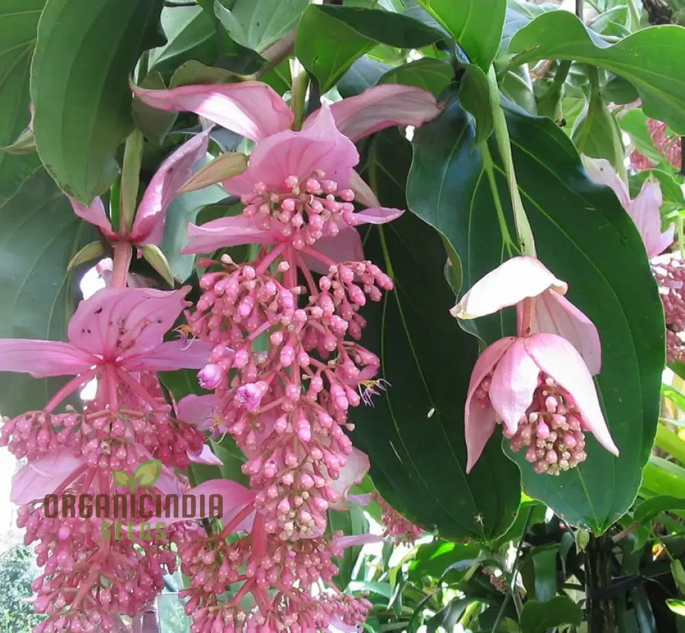 Nema Medinilla Magnifica Pink Flower Seeds Exotic Blooms In Your Garden Grow Own For Indoor And