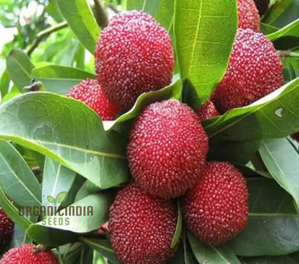 Nema Myrica Gale Fruit Seeds For Planting High Quality Grow Your Own And Best Gardening