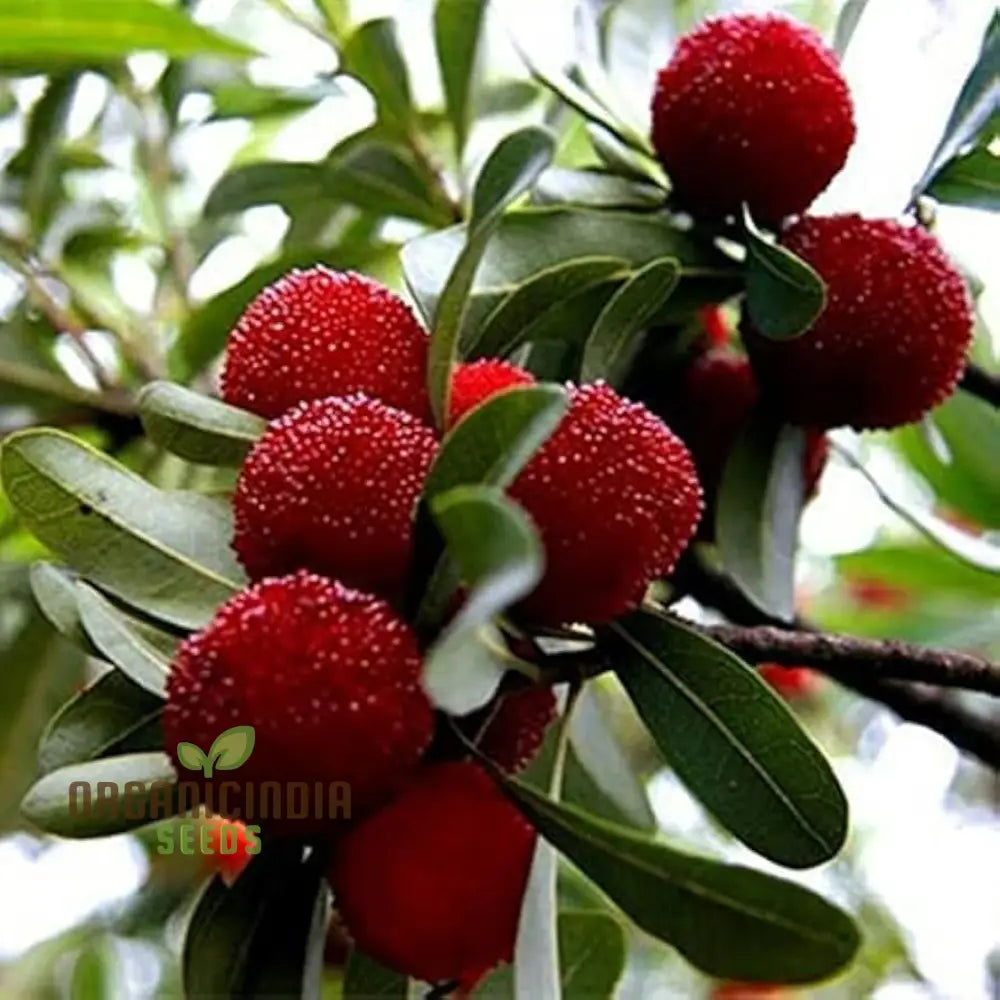 Nema Myrica Gale Fruit Seeds For Planting High Quality Grow Your Own And Best Gardening