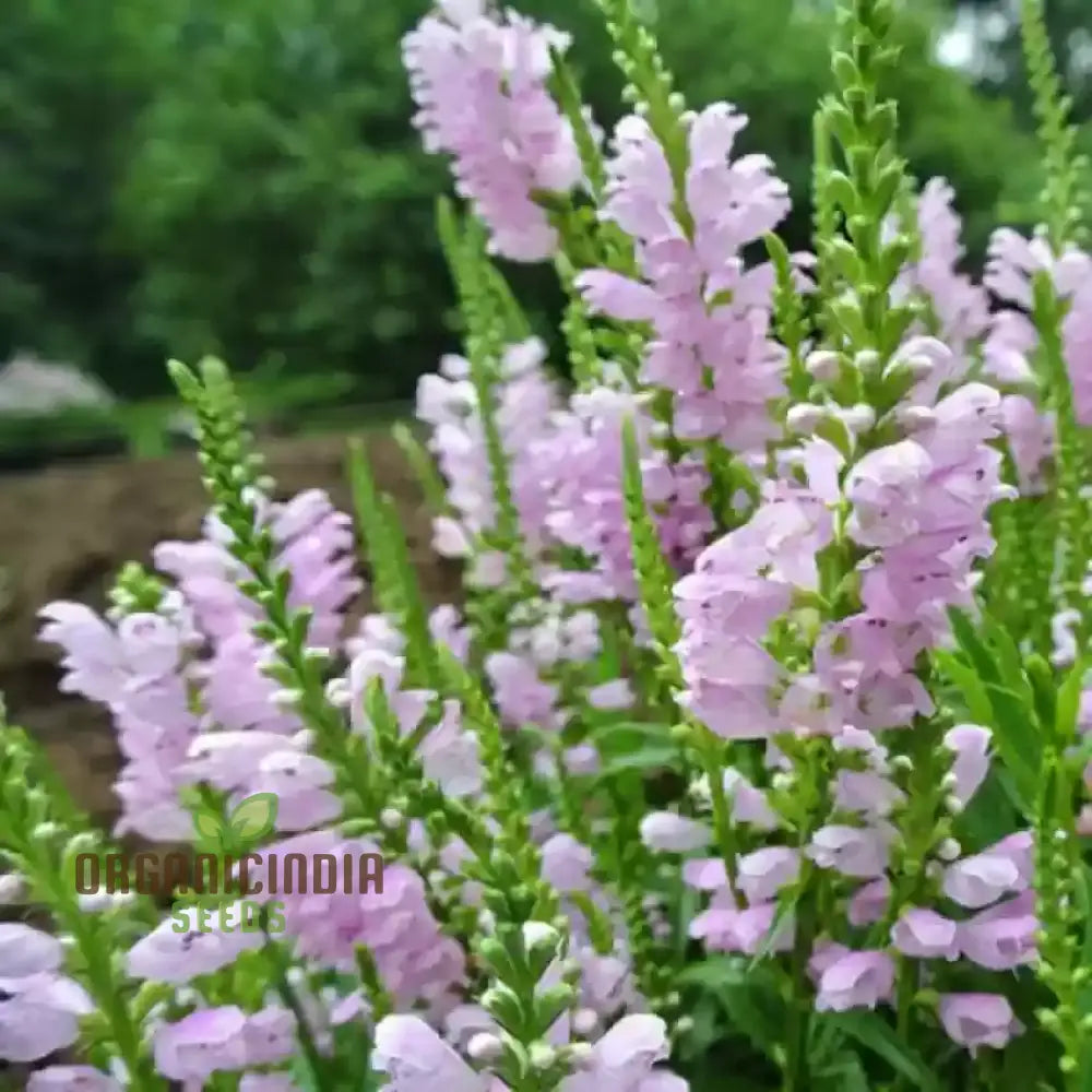 Nema Physostegia Virginiana Seeds Beautiful Purple Obedient Plant Flower For Gardening Seeds