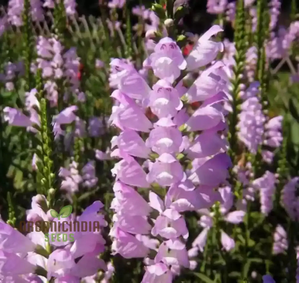 Nema Physostegia Virginiana Seeds Beautiful Purple Obedient Plant Flower For Gardening Seeds