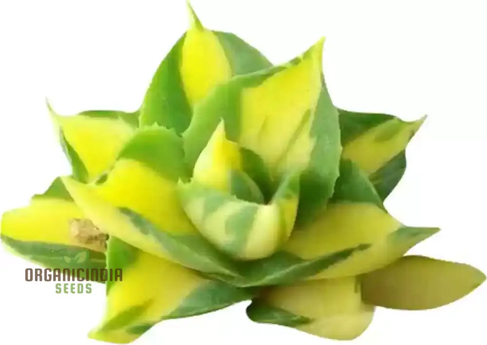 Nema Rare African Cactus Succulent Seeds - Green And White 100Pcs | Premium Gardening For Unique