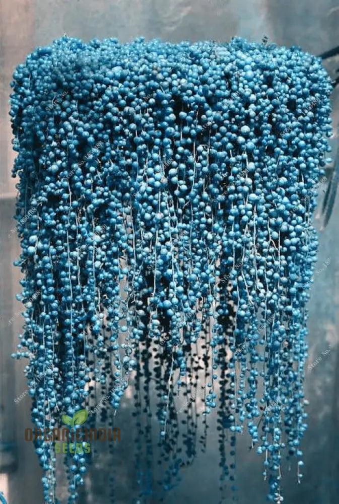 Nema Rare Blue Round Pearl Chlorophytum Flower Seeds Unique Gardening For Beautiful Blooms Perfect