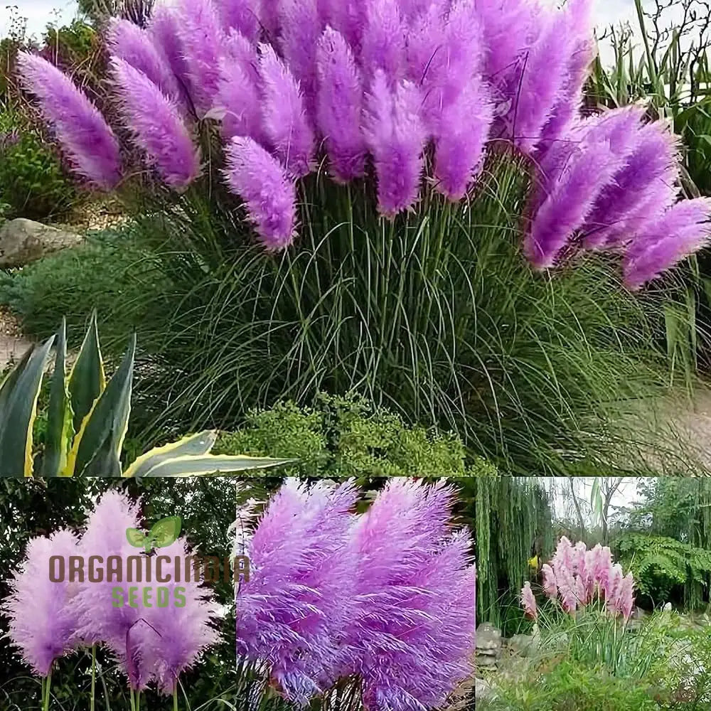 Nema Rare Purple Pampas Grass Flower Seeds Unique And Stunning Perfect For Gardening Grow Beautiful