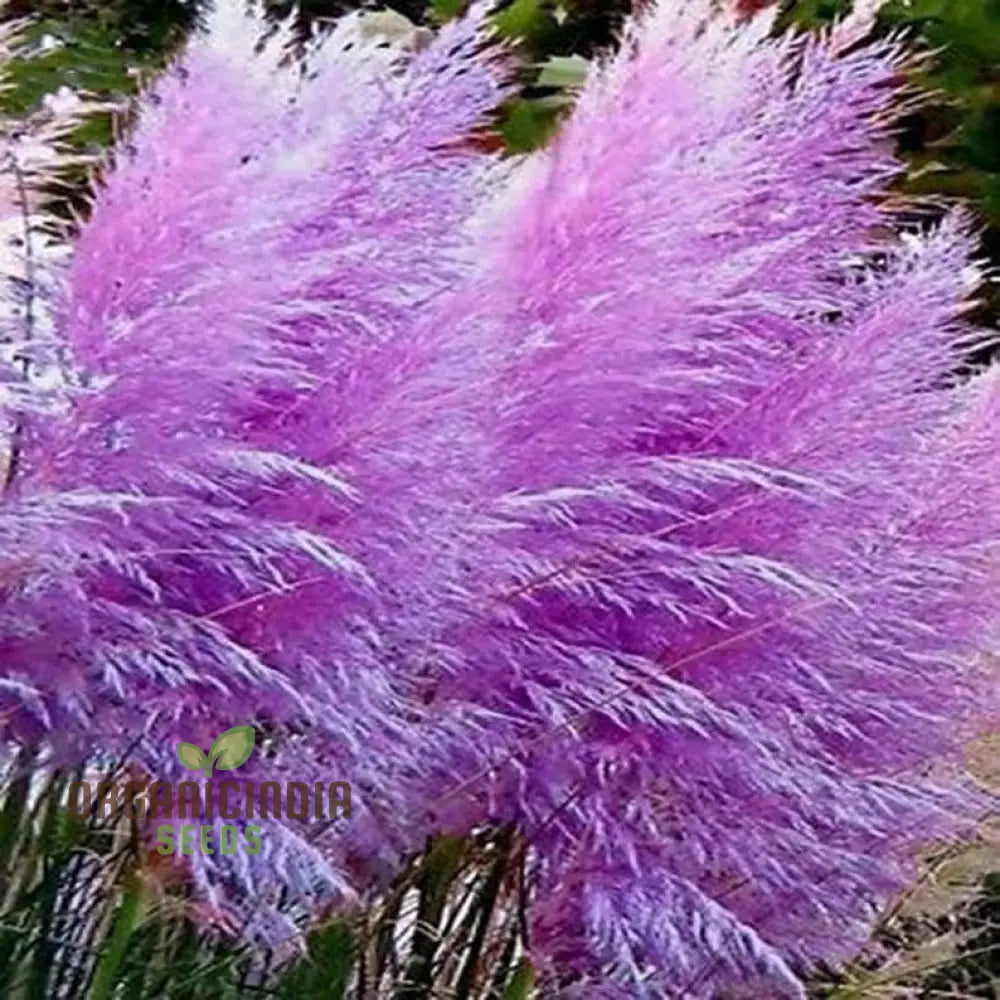 Nema Rare Purple Pampas Grass Flower Seeds Unique And Stunning Perfect For Gardening Grow Beautiful