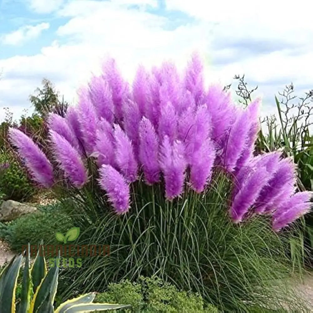 Nema Rare Purple Pampas Grass Flower Seeds Unique And Stunning Perfect For Gardening Grow Beautiful