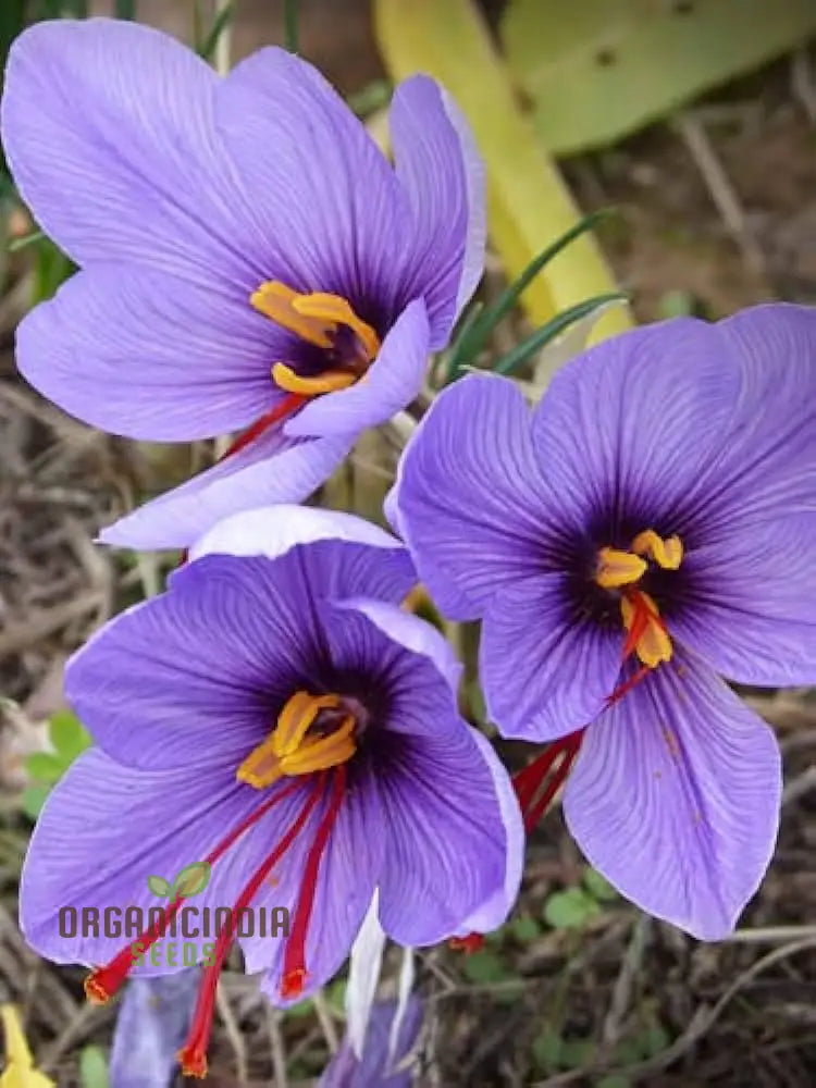 Nema Saffron Flower Seeds For Planting High-Quality Your Garden Seeds