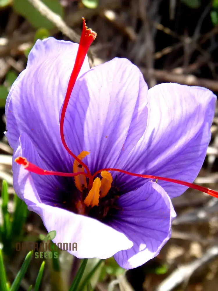 Nema Saffron Flower Seeds For Planting High-Quality Your Garden Seeds