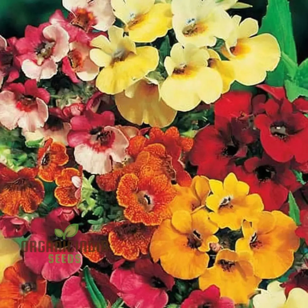 Nemesia Carnival Mix Flower Seeds - Colorful Blooms For Festive Garden Displays