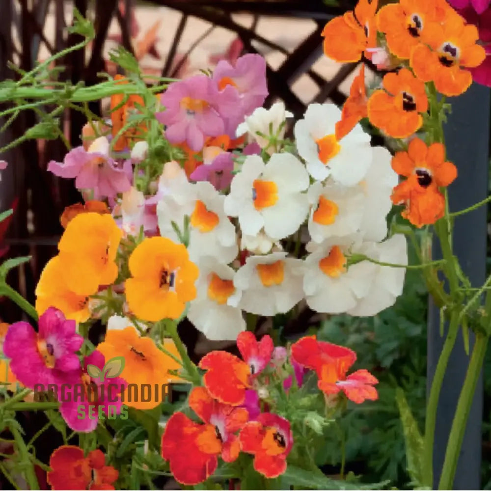 Nemesia Carnival Mix Flower Seeds - Colorful Blooms For Festive Garden Displays