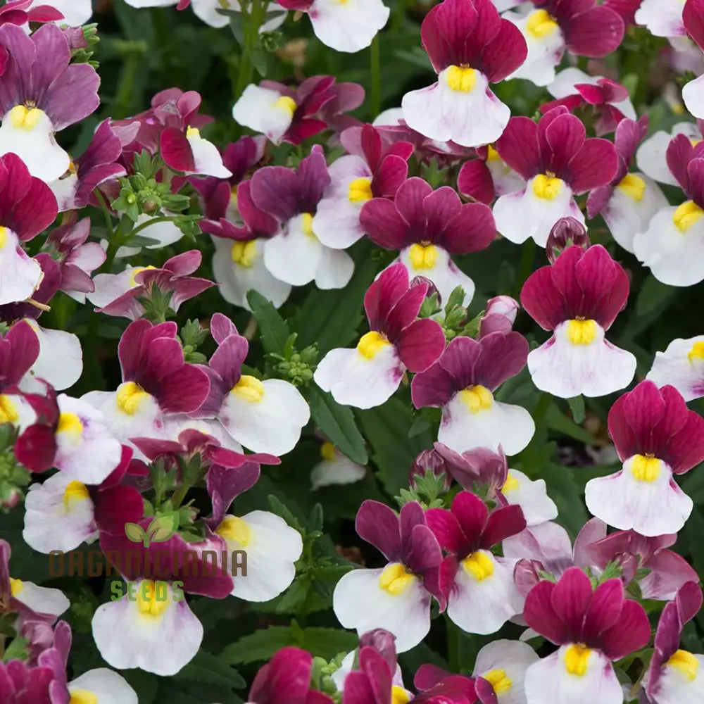 Nemesia Red And White Seeds For Vibrant Planting - Premium Quality Lengthy Blooming Seasons