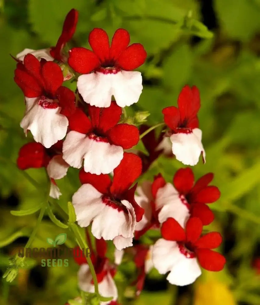 Nemesia Red And White Seeds For Vibrant Planting - Premium Quality Lengthy Blooming Seasons