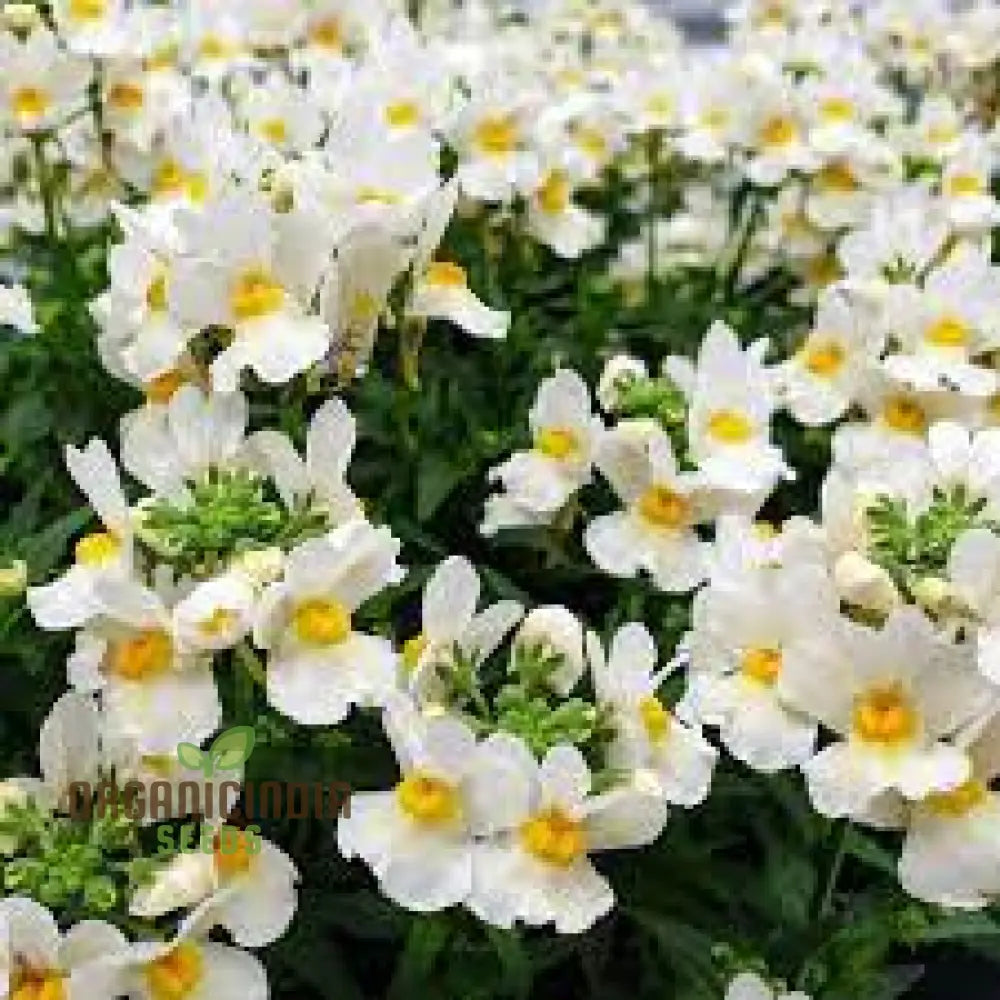 Nemesia â€™Snowflakesâ€™ Seeds For Gardening | Premium Quality Flower Your Garden