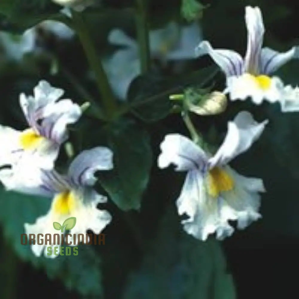 Nemesia â€™Snowflakesâ€™ Seeds For Gardening | Premium Quality Flower Your Garden