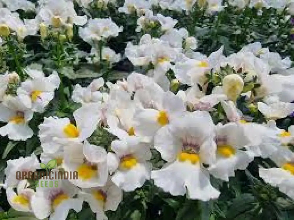 Nemesia â€™Snowflakesâ€™ Seeds For Gardening | Premium Quality Flower Your Garden