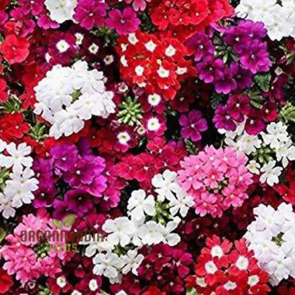 Nemetry Semi-Namemia Poetry Mix Flower Seeds For Planting 100 Pcs Seeds