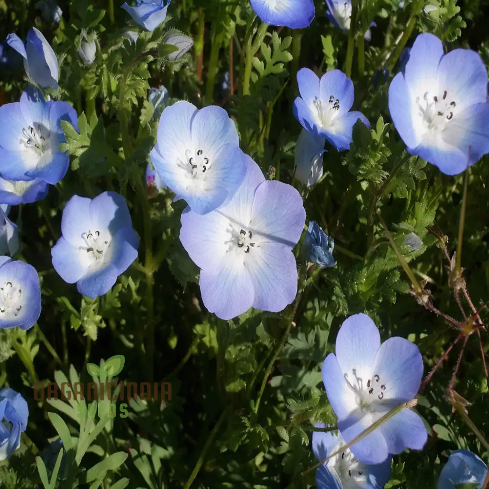 Nemophila Blue Flower Seeds - Stunning Blooms For Charming Garden Displays