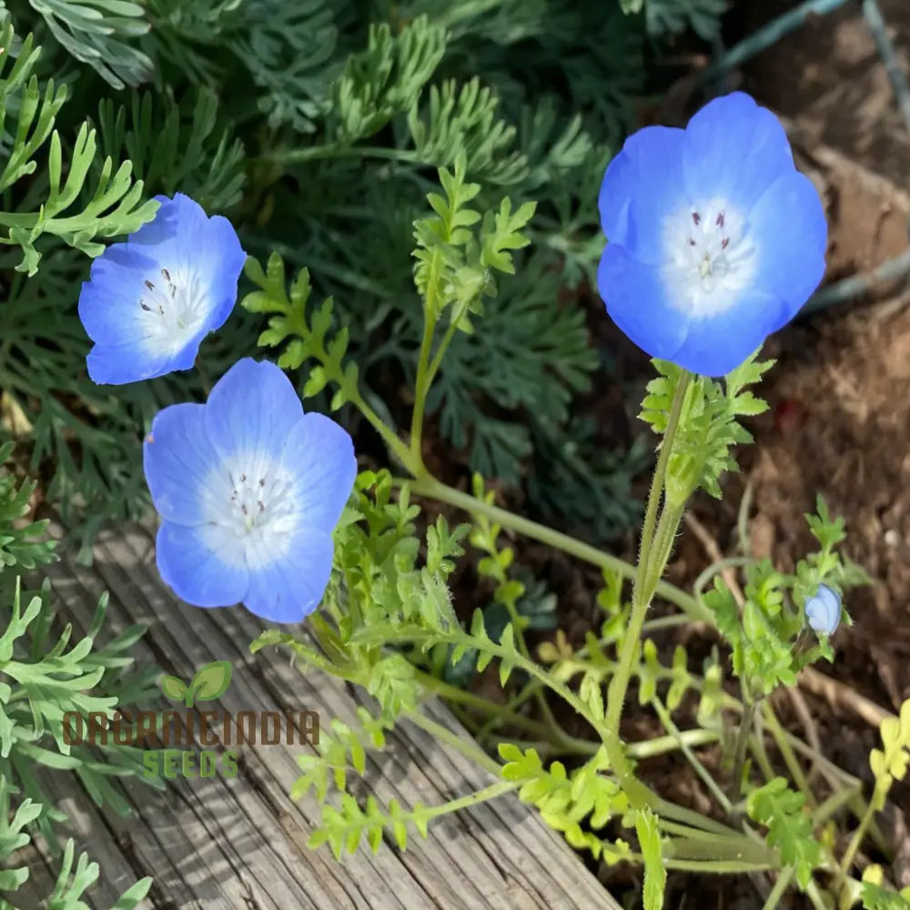 Nemophila Blue Flower Seeds - Stunning Blooms For Charming Garden Displays