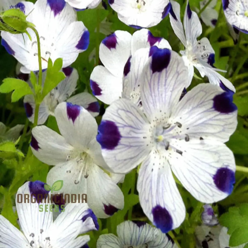 Nemophila Five Spot Wild Flowers Seeds Premium Quality Easy-To-Grow Vibrant Blooms Grow Your Garden