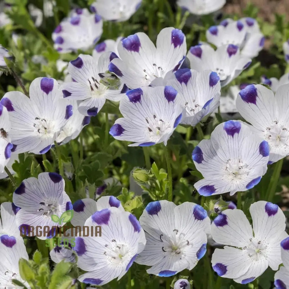 Nemophila Five Spot Wild Flowers Seeds Premium Quality Easy-To-Grow Vibrant Blooms Grow Your Garden