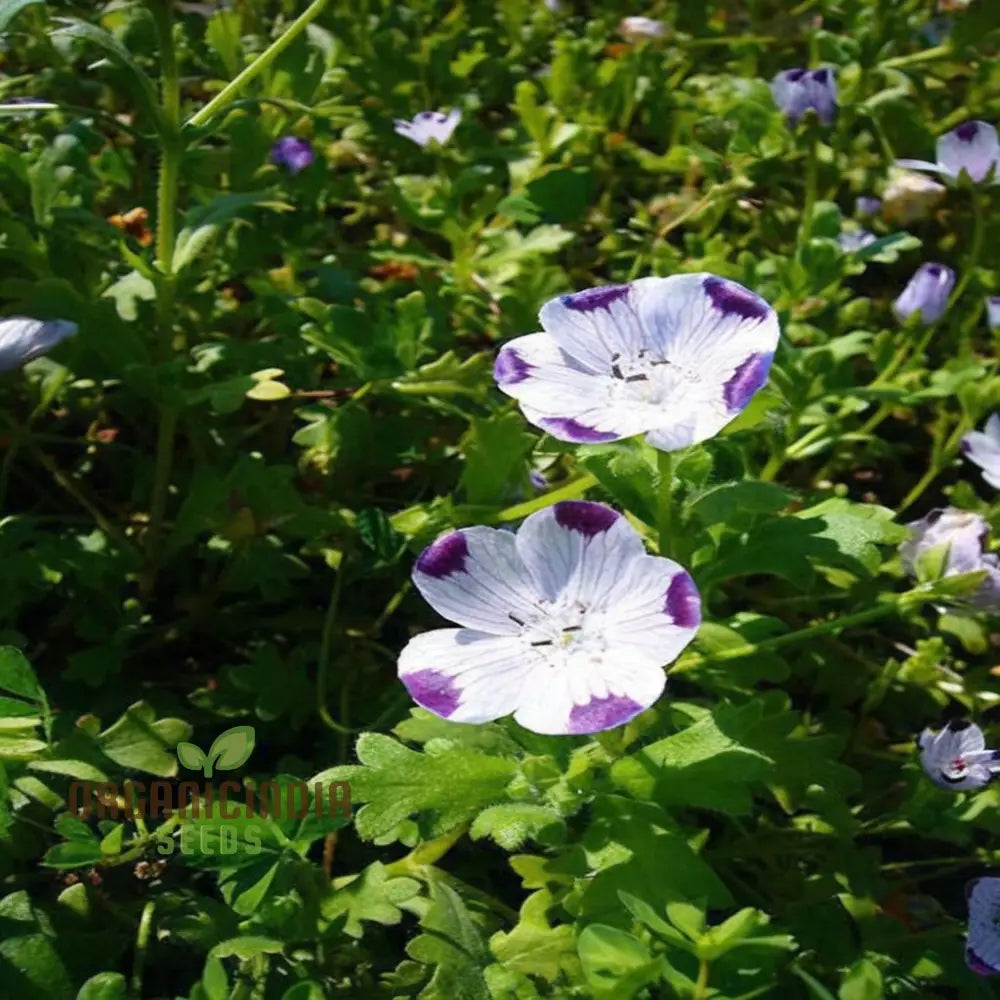 Nemophila Five Spot Wild Flowers Seeds Premium Quality Easy-To-Grow Vibrant Blooms Grow Your Garden