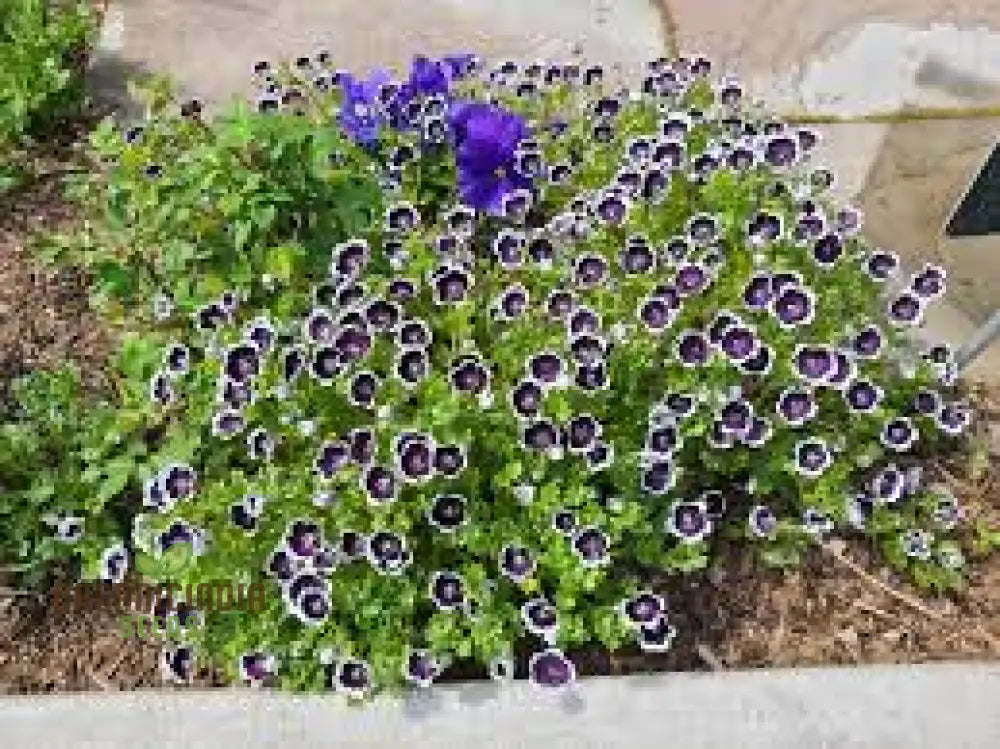 Nemophila Menziesii â€™Penny Blackâ€™ Seeds For Beautiful Gardening: Enhance Your Garden With