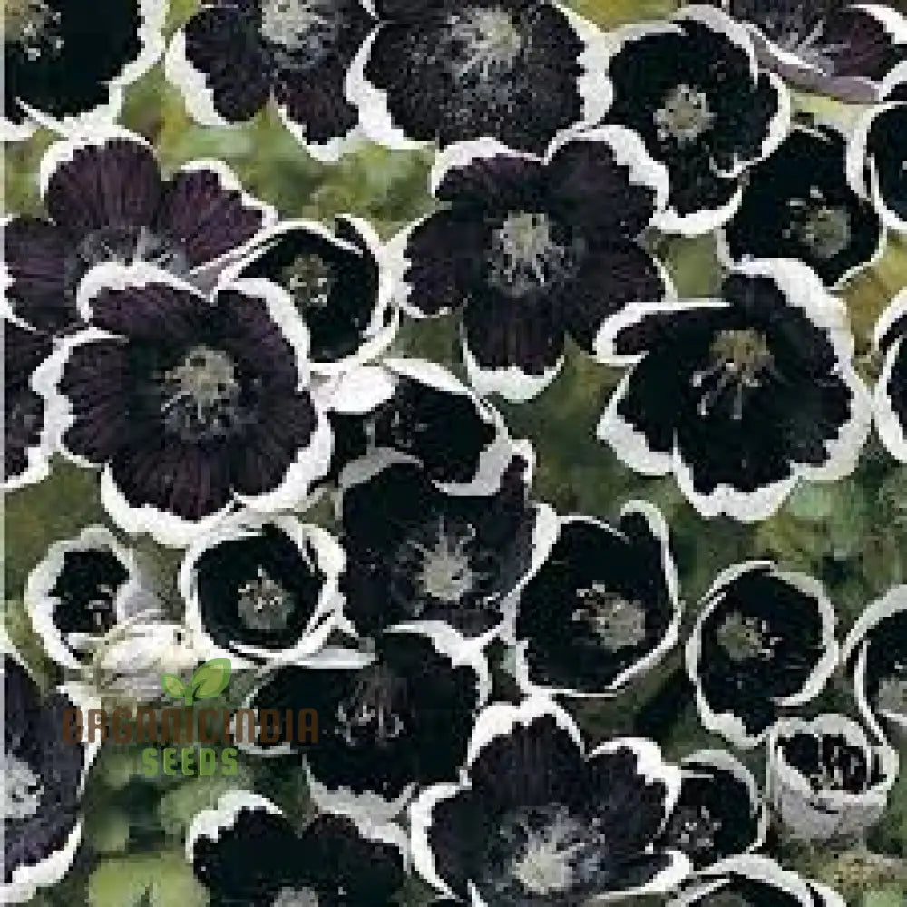 Nemophila Menziesii â€™Penny Blackâ€™ Seeds For Beautiful Gardening: Enhance Your Garden With