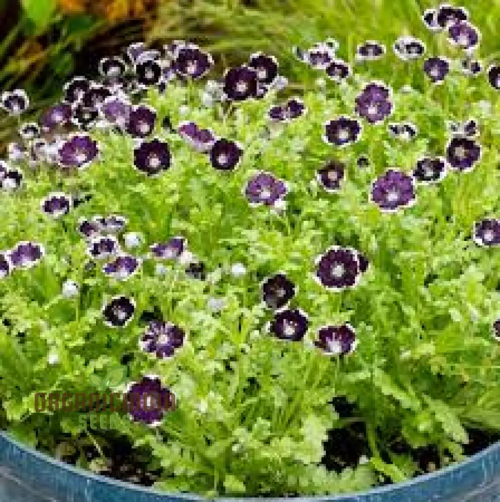 Nemophila Menziesii â€™Penny Blackâ€™ Seeds For Beautiful Gardening: Enhance Your Garden With