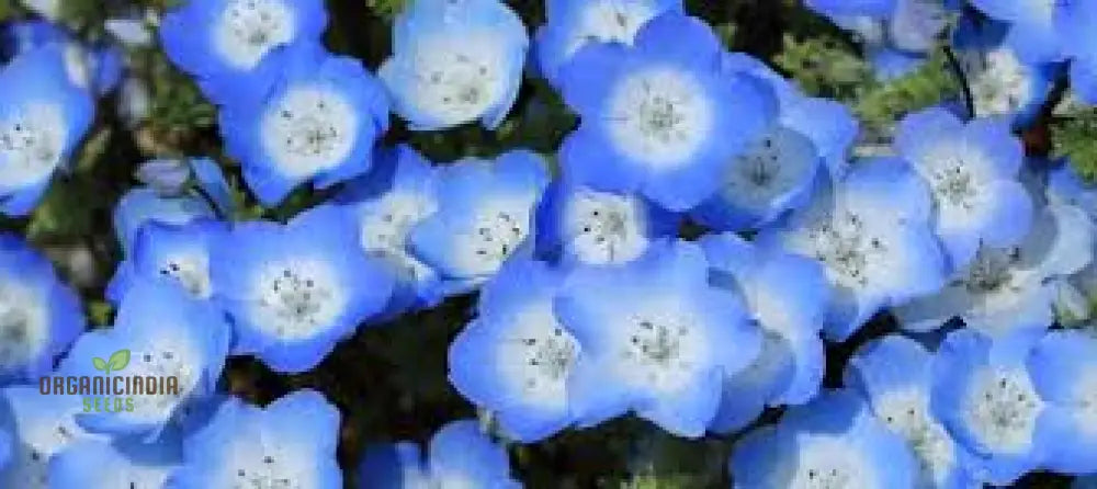 Nemophila Menziiesii Seeds - Exquisite Gardening Delight For Your Spring Garden