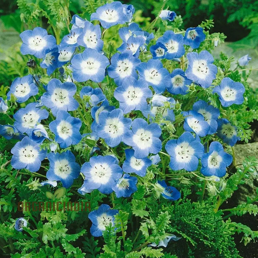 Nemophila Menziiesii Seeds - Exquisite Gardening Delight For Your Spring Garden