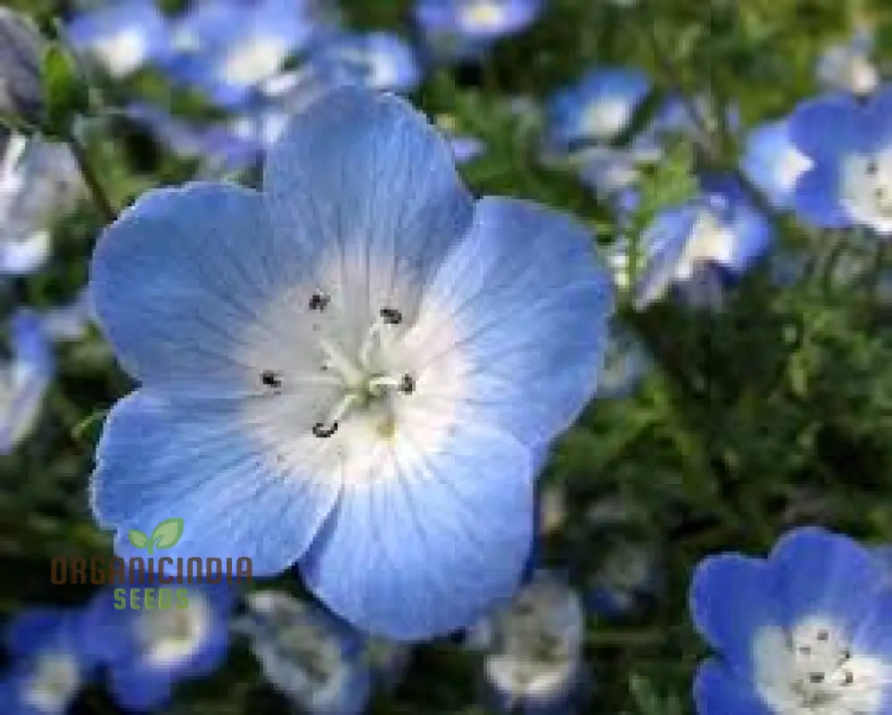 Nemophila Menziiesii Seeds - Exquisite Gardening Delight For Your Spring Garden