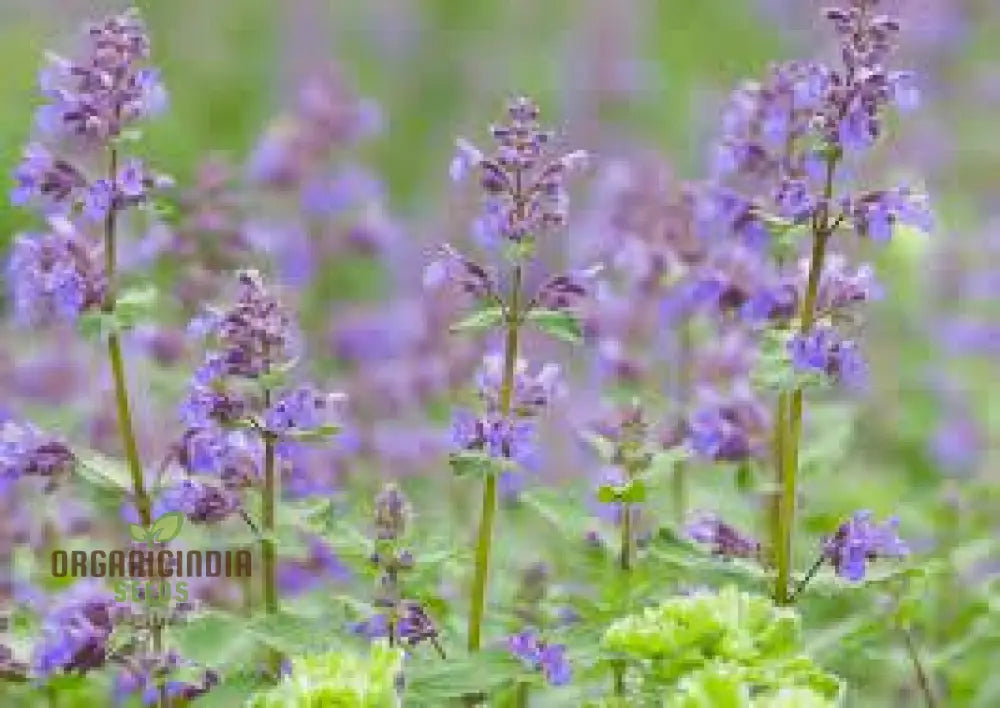 Nepeta Mussinii Seeds For Vibrant Garden Blooms | Hardy Perennial Lush Greenery